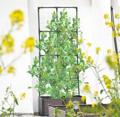 Ящик для вирощування з підставкою Grow Flat Set 84x42x180 см Cultivo