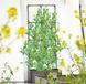 Ящик для вирощування з підставкою Grow Flat Set 84x42x180 см Cultivo
