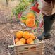 Сборщик для фруктов Wolf Garten с ясеневым держаком Fc-M/Zm 140